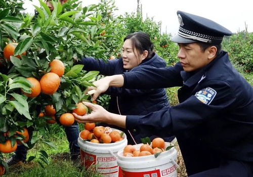 暖心 扶贫对子无人摘果难销售 扶绥公安出手相助解忧愁